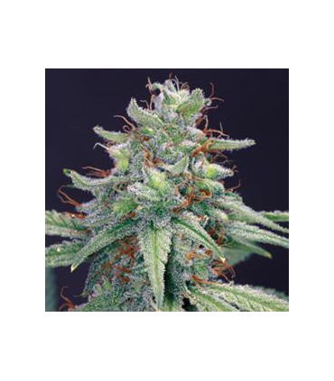 banco de semillas BARNEYS FARM SEEDS BLUE CHEESE