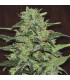 banco de semillas ACE SEEDS MALAWI REGULAR ACE SEEDS