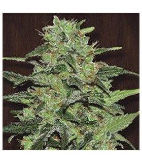 banco de semillas ACE SEEDS MALAWI REGULAR ACE SEEDS