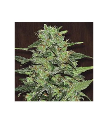 banco de semillas ACE SEEDS MALAWI REGULAR ACE SEEDS