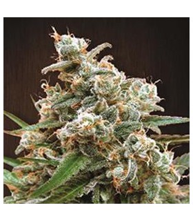 banco de semillas ACE SEEDS NEPAL JAM REGULAR ACE SEEDS