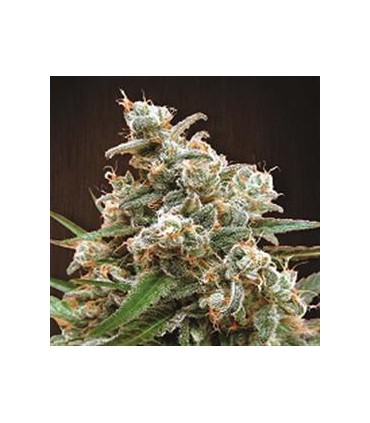 banco de semillas ACE SEEDS NEPAL JAM REGULAR ACE SEEDS