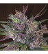 banco de semillas ACE SEEDS OLDTIMER'S HAZE REGULAR ACE SEEDS