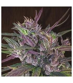 banco de semillas ACE SEEDS OLDTIMER'S HAZE REGULAR ACE SEEDS