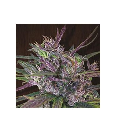 banco de semillas ACE SEEDS OLDTIMER'S HAZE REGULAR ACE SEEDS