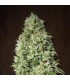 banco de semillas ACE SEEDS ORIENT EXPRESS REGULAR ACE SEEDS