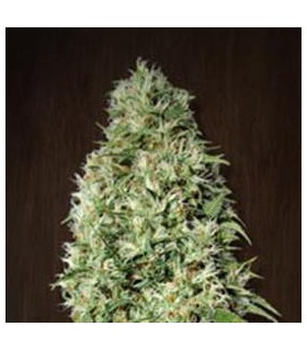 banco de semillas ACE SEEDS ORIENT EXPRESS REGULAR ACE SEEDS