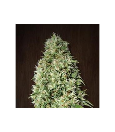 banco de semillas ACE SEEDS ORIENT EXPRESS REGULAR ACE SEEDS