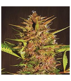 banco de semillas ACE SEEDS PAKISTAN CHITRAL REGULAR ACE SEEDS