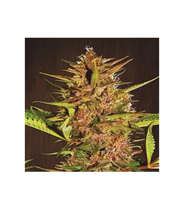 banco de semillas ACE SEEDS PAKISTAN CHITRAL REGULAR ACE SEEDS