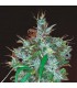 banco de semillas ACE SEEDS PANAMA REGULAR ACE SEEDS