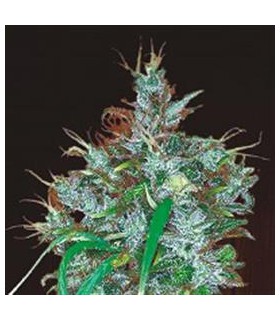 banco de semillas ACE SEEDS PANAMA REGULAR ACE SEEDS