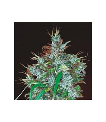 banco de semillas ACE SEEDS PANAMA REGULAR ACE SEEDS