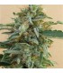 banco de semillas ACE SEEDS TIKAL REGULAR ACE SEEDS