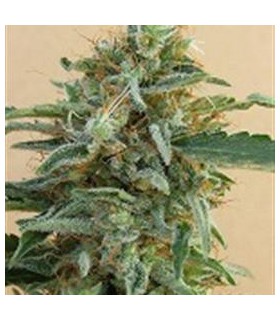 banco de semillas ACE SEEDS TIKAL REGULAR ACE SEEDS