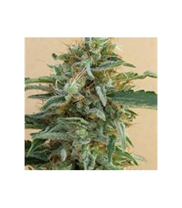 banco de semillas ACE SEEDS TIKAL REGULAR ACE SEEDS