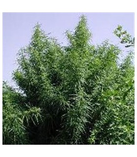 banco de semillas ACE SEEDS TROPICAL MIX REGULAR ACE SEEDS