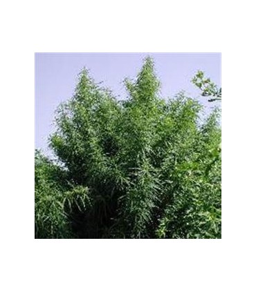 banco de semillas ACE SEEDS TROPICAL MIX REGULAR ACE SEEDS