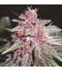 banco de semillas ACE SEEDS VIOLETA REGULAR ACE SEEDS