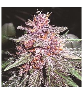 banco de semillas ACE SEEDS VIOLETA REGULAR ACE SEEDS