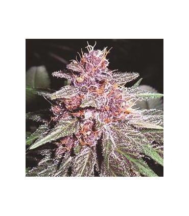 banco de semillas ACE SEEDS VIOLETA REGULAR ACE SEEDS
