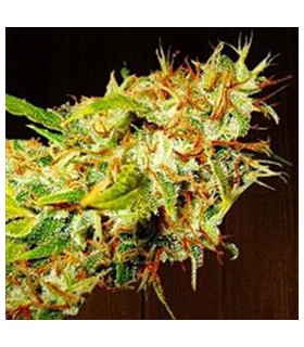 banco de semillas ACE SEEDS ZAMALDELICA REGULAR ACE SEEDS