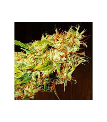 banco de semillas ACE SEEDS ZAMALDELICA REGULAR ACE SEEDS