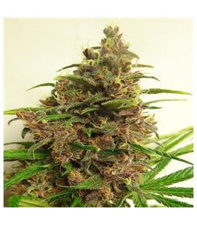 banco de semillas ACE SEEDS MALAWI X PCK REGULAR ACE SEEDS