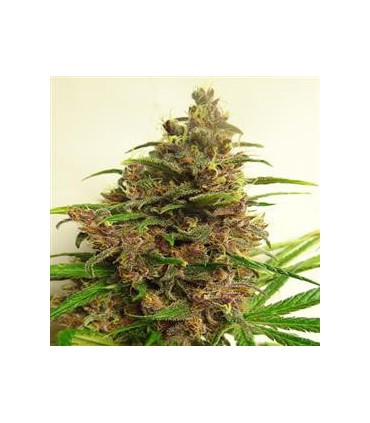 banco de semillas ACE SEEDS MALAWI X PCK REGULAR ACE SEEDS