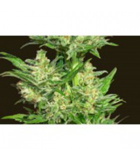 banco de semillas BIOHAZARDSEEDS AUTO CHINGON