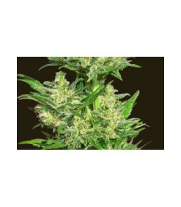 banco de semillas BIOHAZARDSEEDS AUTO CHINGON
