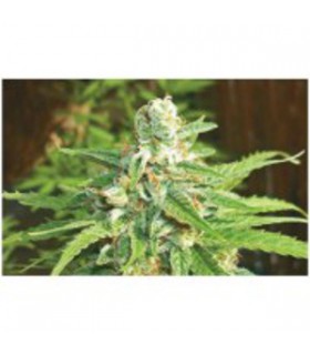 banco de semillas BIOHAZARDSEEDS AUTO KRATOS