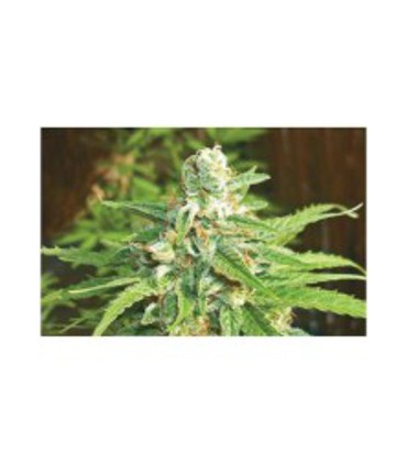 banco de semillas BIOHAZARDSEEDS AUTO KRATOS
