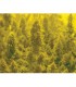 banco de semillas BIOHAZARDSEEDS AUTO SOMACHIGUN