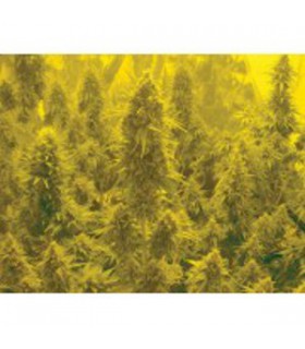 banco de semillas BIOHAZARDSEEDS AUTO SOMACHIGUN