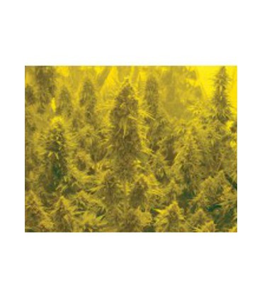banco de semillas BIOHAZARDSEEDS AUTO SOMACHIGUN