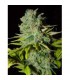 banco de semillas BIOHAZARDSEEDS BIG LIGHTS