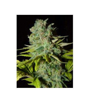 banco de semillas BIOHAZARDSEEDS BIG LIGHTS