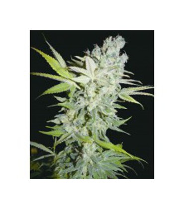 banco de semillas BIOHAZARDSEEDS CRIMINAL JACK