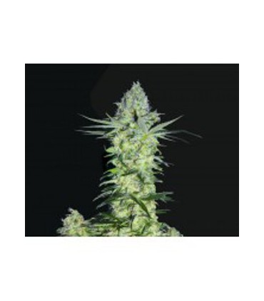 banco de semillas BIOHAZARDSEEDS GODDES KALI