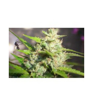 banco de semillas BIOHAZARDSEEDS JAWAR