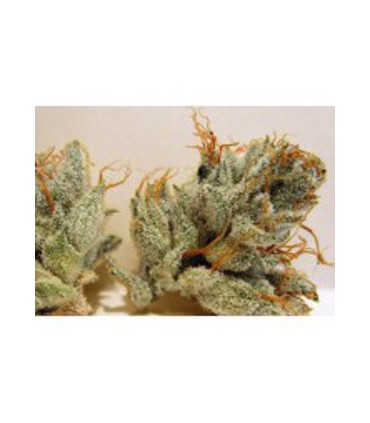 banco de semillas BIOHAZARDSEEDS NAPALM