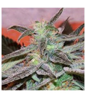 PANAMA 100% CANNABIOGEN