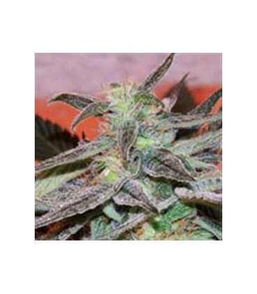 PANAMA 100% CANNABIOGEN