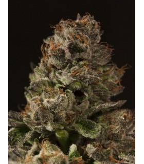 STRAWBERRY SOUR DIESEL REG (10) DEVIL´S HARVEST SEEDS