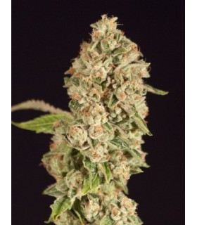 OG REEK´N REG (10) DEVIL´S HARVEST SEEDS
