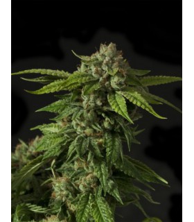 KHUFU REG (10) DEVIL´S HARVEST SEEDS