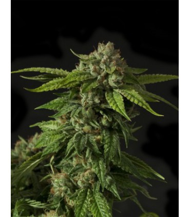 banco de semillas DEVILS HARVEST SEEDS KHUFU REG (10) DEVIL´S HARVEST SEEDS