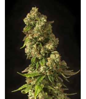 JOHN DOE REG (10) DEVIL´S HARVEST SEEDS