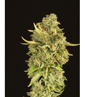 HELLS BELLS REG (10) DEVIL´S HARVEST SEEDS